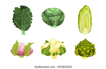 Diferente col con Cauliflower y Romanesco Broccoli Vector Set