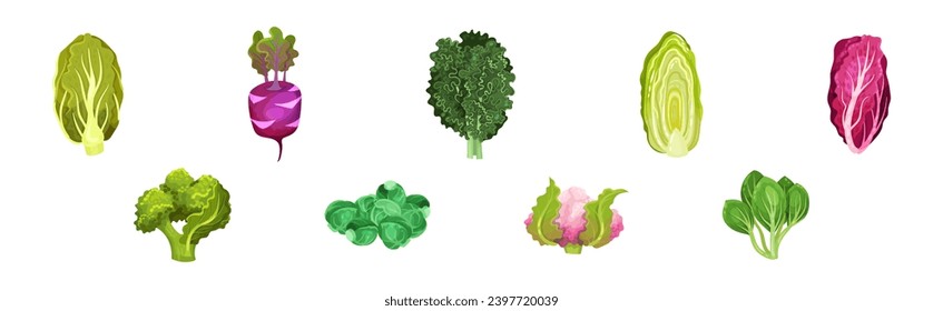 Different Cabbage as Fresh Organic Vegetable Vector Set