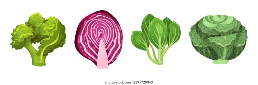 Different Cabbage as Fresh Organic Vegetable Vector Set