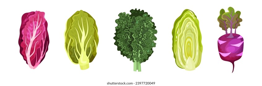 Different Cabbage as Fresh Organic Vegetable Vector Set