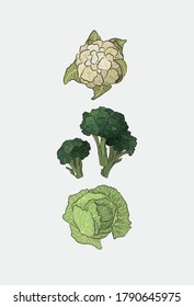 Different cabbage set. Cauliflower, leaf cabbage, and broccoli illustration. Raw food diet. 