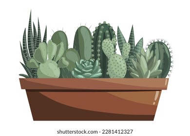 Different cacti in ceramic pots. Succulents, prickly pear, opuntia, haworthia, echeveria, zebra cactus, sansevieria