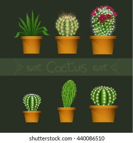 Different cactus types in flower pot realistic isolated plant icons set. Vector illustration