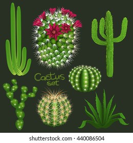 Different cactus types realistic isolated plant icons set. Vector illustration