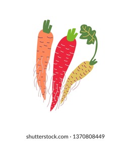 Different Carrot Varieties Fresh Vegetable, Organic Nutritious Vegetarian Food for Healthy Diet Vector Illustration