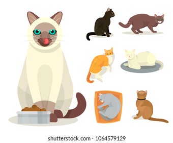 Different cat breeds cute kitty pet cartoon cute animal cattish character set catlike illustration