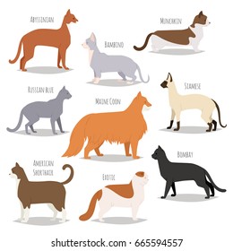 Different cat breeds cute kitty pet cartoon cute animal catlike character set illustration isolated on white