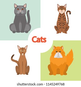 Different cats breeds color vector icons set. Flat design