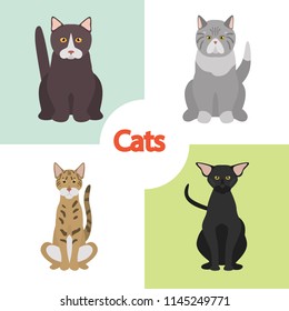 Different cats breeds color vector icons set. Flat design