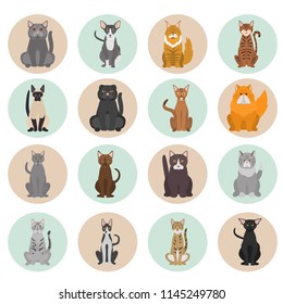 Different cats breeds color vector icons set. Flat design