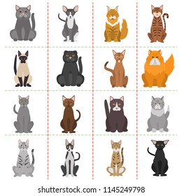 Different cats breeds color vector icons set. Flat design