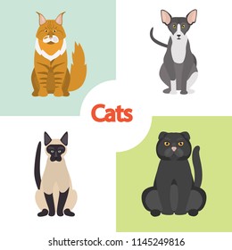 Different cats breeds color vector icons set. Flat design