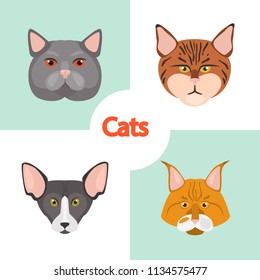 Different cats breeds muzzles color vector icons set. Flat design