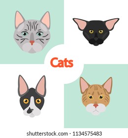 Different cats breeds muzzles color vector icons set. Flat design