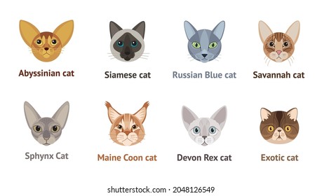 177,274 Cat Breeds Faces Images, Stock Photos & Vectors | Shutterstock