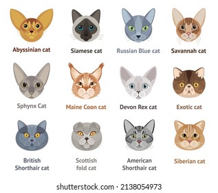 Different cats. Faces of cats of different breeds - vector set, collection, illustration in flat style