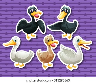 Different color of ducks illustration
