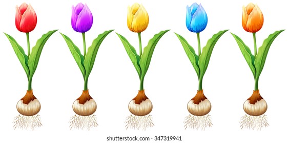 Different color of tulips illustration