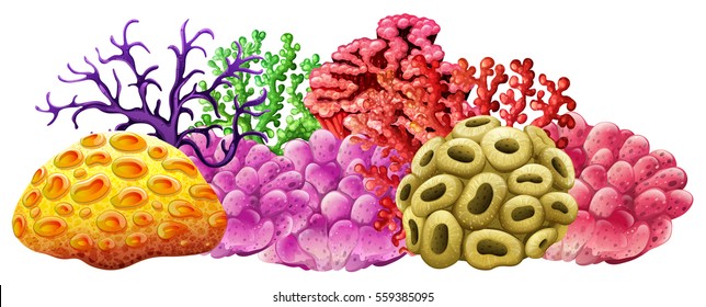 Different Colors Of Coral Reef Illustration