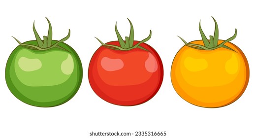 Different colors of tomatoes: green, red and yellow. Vector illustration EPS10.