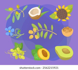 Different cooking oil ingredients vector illustrations set. Collection of drawings of coconut, avocado, apricot, olives, grapes on purple background. Organic food, nutrition, diet concept