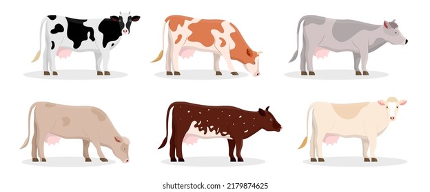 Different Cow Breeds Vector Illustrations Set. Cartoon Drawings Of Jersey, Holstein Or Frisian Cows, Meat, Milk Or Dairy Production. Agriculture, Farming, Cattle Breeding, Domestic Animals Concept