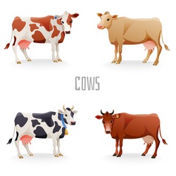 Different Cows Colors Set, Isolated. Vector Illustration