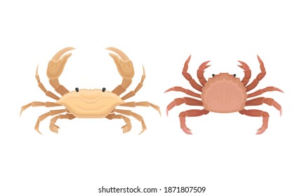 Different Crabs as Decapod Crustaceans with Claws Vector Set