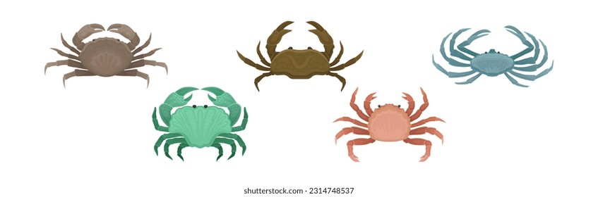 Cangrejos diferentes como crustáceos Decápodos con conjunto vectorial de garras