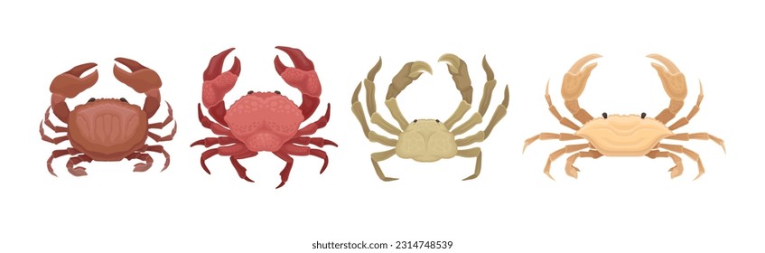 Different Crabs as Decapod Crustaceans with Claws Vector Set