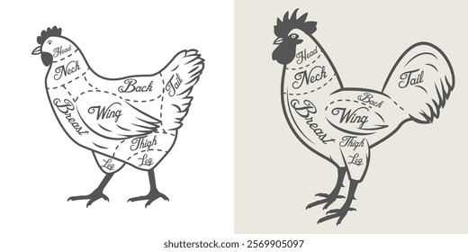 Different cuts of poultry meat. Chicken and rooster parts. Vector illustration for meat market. Vintage poultry cuts butcher diagram. Butchering menu infographic.