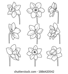 Different Daffodil flowers, line art for coloring on white background