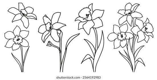 Different daffodil flowers, line art on white background