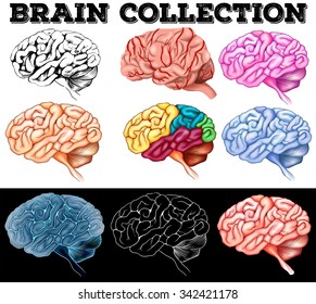 Different design of human brain illustration