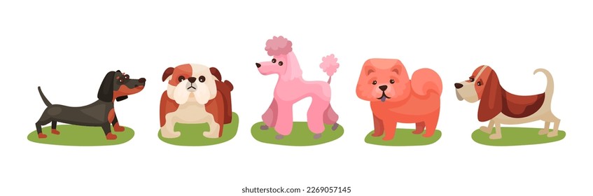 Different Dog Breed Standing on Green Grass Vector Set