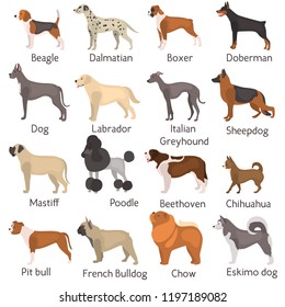 Different Dog Breeds Color Vector Icons Stock Vector (Royalty Free ...