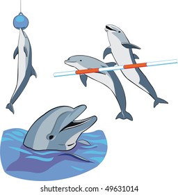 different dolphins at the show