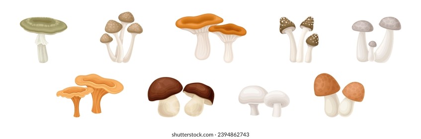 Different Edible Mushroom with Stem and Cap Vector Set