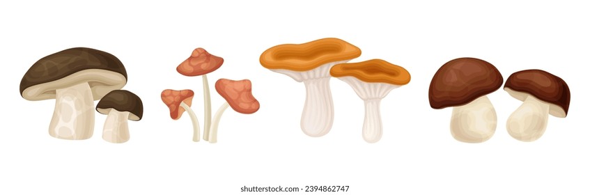 Different Edible Mushroom with Stem and Cap Vector Set