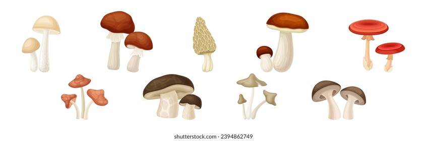 Different Edible Mushroom with Stem and Cap Vector Set