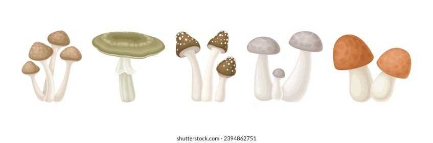 Different Edible Mushroom with Stem and Cap Vector Set