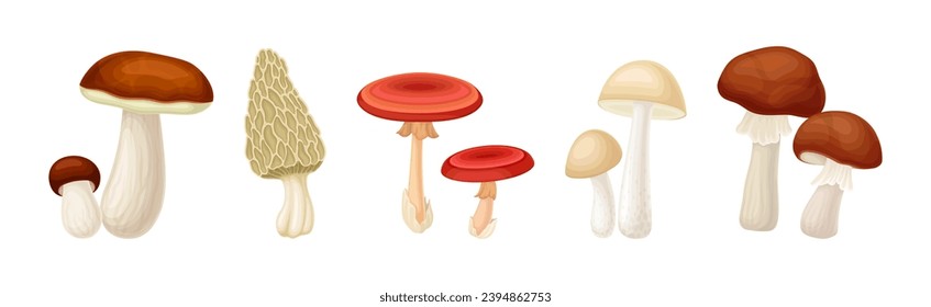 Different Edible Mushroom with Stem and Cap Vector Set