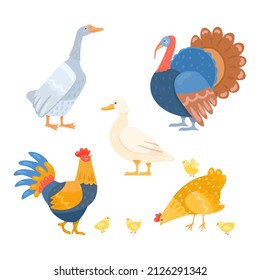 Different farm birds set cartoon illustration set. Geese, turkey cock, duck, rooster, hen with little chickens isolated on white background. Domestic animal, poultry concept