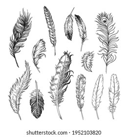 Different feathers of birds engraved illustrations set. Hand drawn vintage ink sketch of bird quills isolated on white background. Birds, tattoo concept