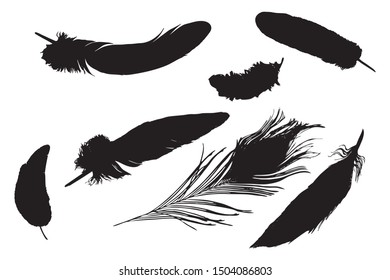 Different feathers silhouettes set on white background