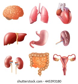 Different flat human organs set with brain heart lungs stomach bowels kidneys isolated on white background vector illustration