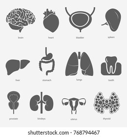 Different flat human organs set with brain heart lungs stomach bladder toooth uterus prostate thyroid spleen liver kidneys. Isolated on white background. Vector eps10.