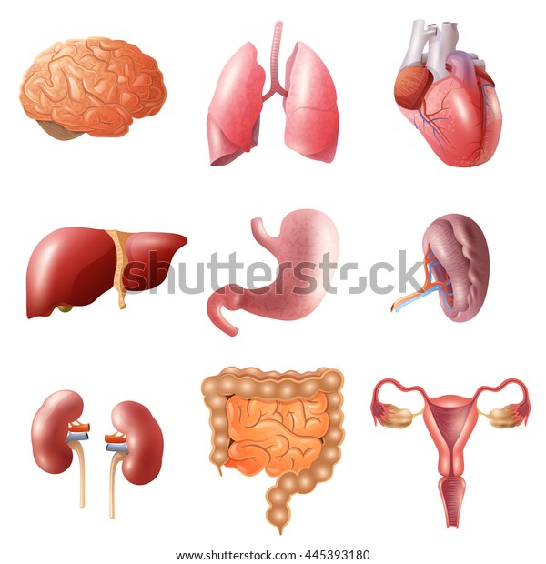 Different Flat Human Organs Set Brain Stock Vector (Royalty Free ...