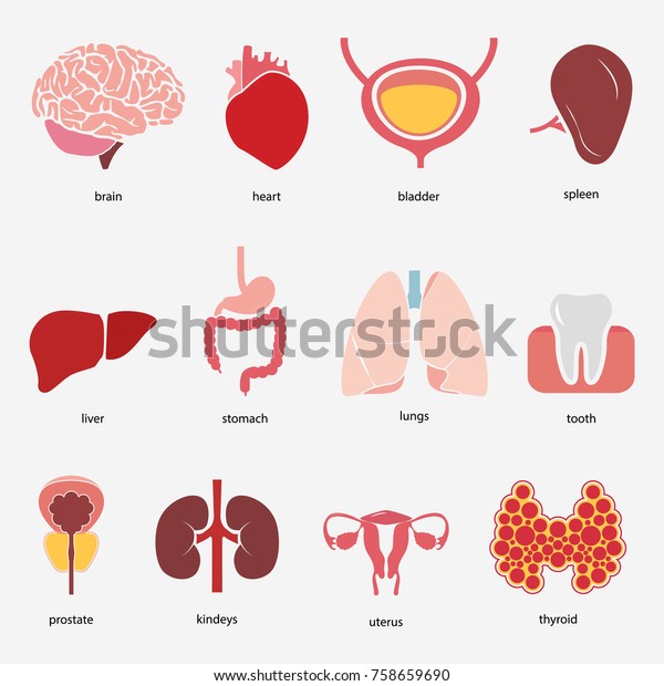 prostate 뜻