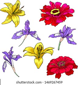 Different flowers colors design elements vector wild flowers
